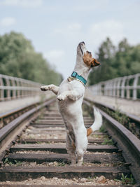 View of a dog on railroad track