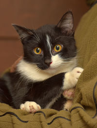 Close-up portrait of kitten