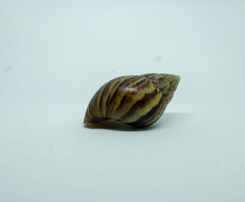 Close-up of shell over white background