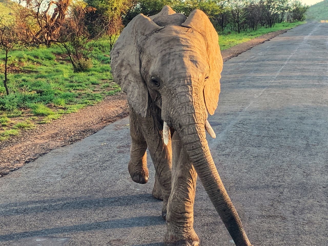 VIEW OF ELEPHANT WALKING ON ROAD AMIDST TREES