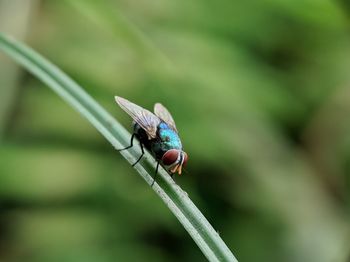 Close-up of fly on leaf