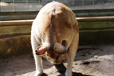 View of a horse in zoo