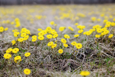 Close-up of yellow crocus flowers