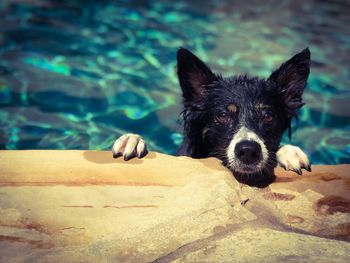 Portrait of dog on shore