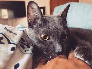Close-up of cat relaxing at home