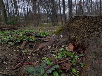 Plants and trees on field in forest