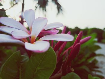 Close-up of pink flowers blooming outdoors