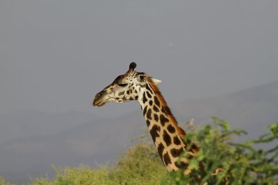 Side view of giraffe against sky