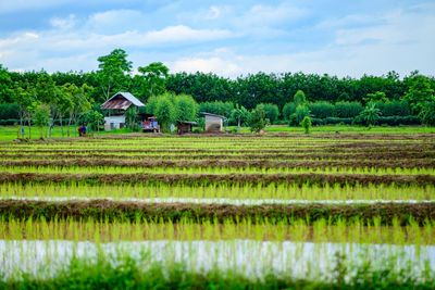 Scenic view of agricultural field against sky