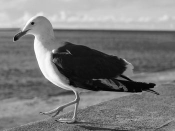 Close-up of seagull on beach