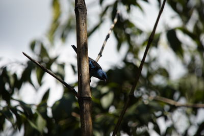 Low angle view of bird perching on branch