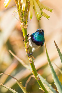 Close-up of bird perching on plant