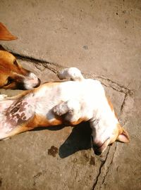 High angle view of dog relaxing on sand at beach