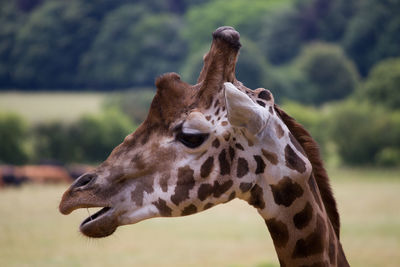 Close-up of a giraffe
