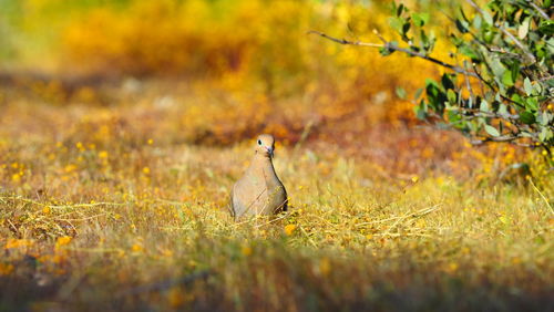 Bird in a field