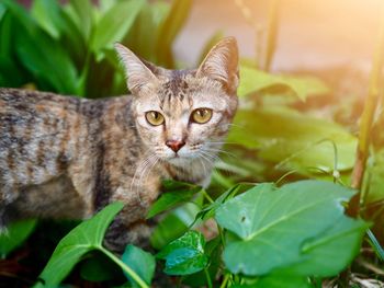 Close-up portrait of a cat