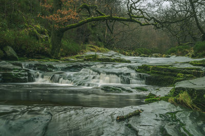 Scenic view of waterfall in forest