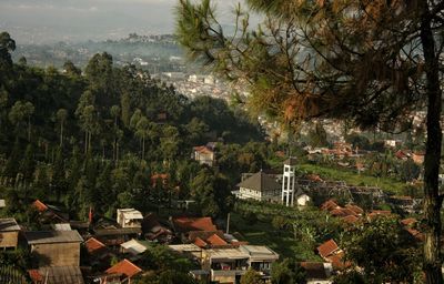 High angle view of trees and buildings in city