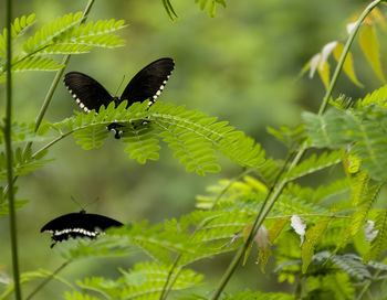 Butterfly on leaf