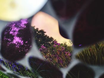 Close-up of flowers against blurred background