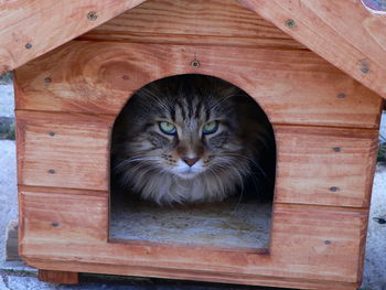 Close-up portrait of cat