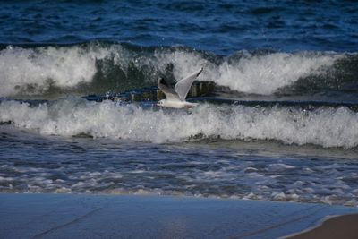 View of horse in sea