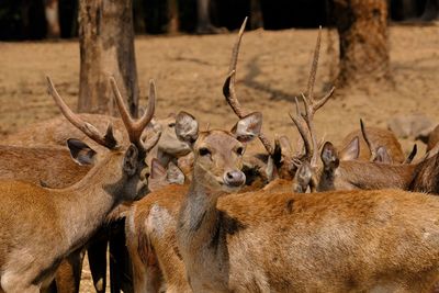 View of deer on field