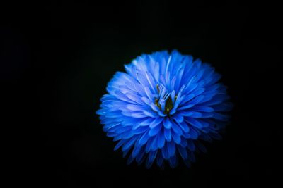 Close-up of blue flower against black background