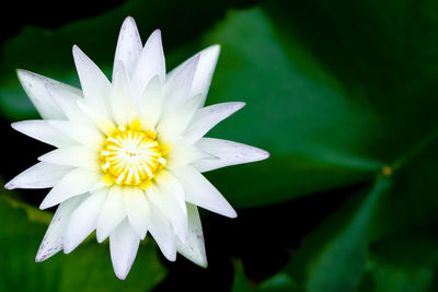 Close-up of white water lily blooming outdoors