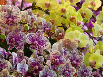 Close-up of purple flowering plants