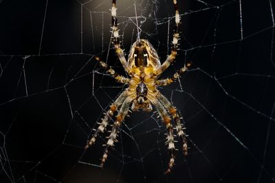 Close-up of spider on web