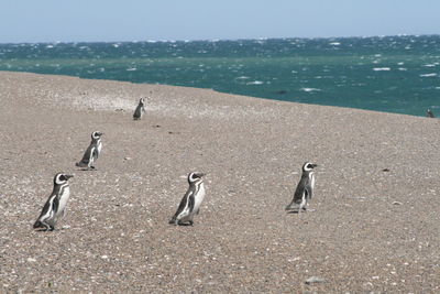 Flock of birds on beach