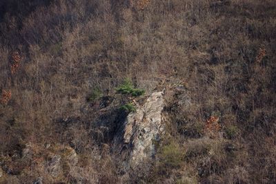 Full frame shot of plants