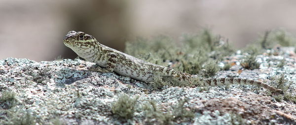 Close-up of lizard on rock