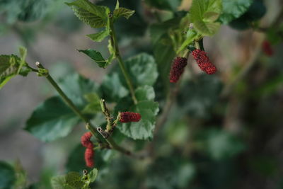 Close-up of red berries growing on tree