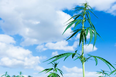 Low angle view of plant against sky