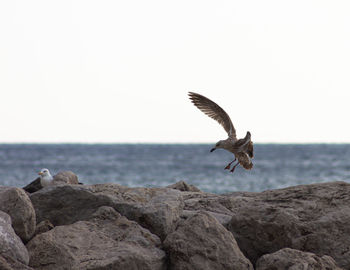 Seagull landing over sea against sky