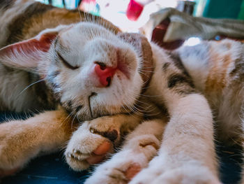 Close-up of cat sleeping