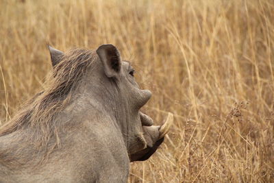 Close-up of warthog on grassy field