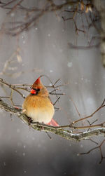 bird