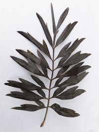 High angle view of leaves against white background