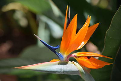 Close-up of orange flower