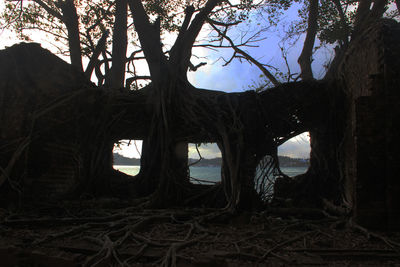 Low angle view of trees in forest