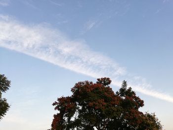 Low angle view of tree against sky