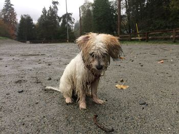 Portrait of dog on road