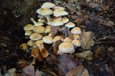 High angle view of mushrooms growing on field