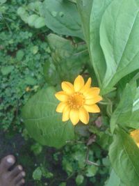 High angle view of yellow flowers