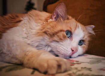 Close-up of ginger cat