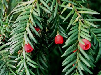 Close-up of red berries growing on tree