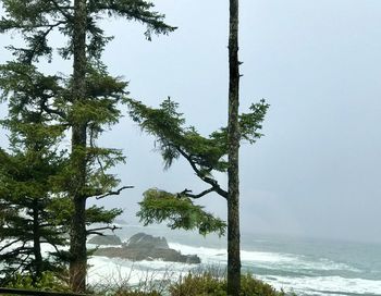Trees on beach against sky